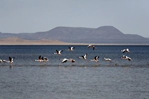 Flamingos taking off from Lac Abbe, Djibouti, Africa Flamingos taking off from Lac Abbe, Djibouti, Africa