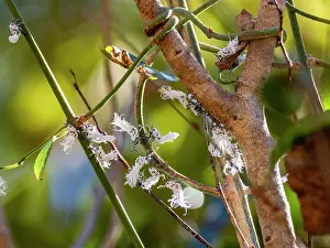Biodiversity Conservation Efforts Prints: Flatid leaf bugs interact on tree branches in a national park setting in Madagascar