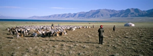 Prints of Flock of goats, Uureg Nuur lake, Uvs province, Mongolia, Central Asia, Asia Related Prints: Uvs Province Landscape Print