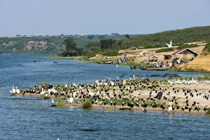 Flocks of birds on the Kazinga Channel in Queen Elizabeth National Park, Uganda, East Africa, Africa Flocks of birds on the Kazinga Channel in Queen Elizabeth National Park, Uganda, East Africa, Africa