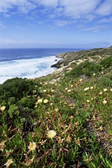 Algarve Coast Portugal Prints: Flowers on cliff top
