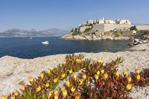 Flowers on rocks frame the fortified citadel surrounded by the clear sea, Calvi, Balagne Region Flowers on rocks frame the fortified citadel surrounded by the clear sea, Calvi, Balagne Region