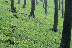 Spring Forest Germany Prints: Forest in spring time