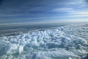 Fractured ice and newly frozen ice at edge of an open lead, an important environment for seals Fractured ice and newly frozen ice at edge of an open lead, an important environment for seals