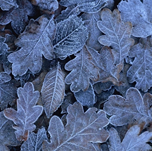 Frozen Autumn Leaves Prints: Frost on leaves