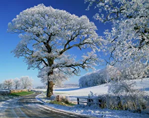 Prints of Frosted tree at roadside and rural winter scene, Lincolnshire, England, United Kingdom, Europe Lincolnshire Prints: Frosted Tree Print, Lincolnshire Winter Scene