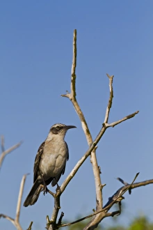 Galapagos mockingbird (Mimus parvulus), Genovesa Island, Galapagos Islands, UNESCO World Heritage Site, Ecuador Galapagos mockingbird (Mimus parvulus), Genovesa Island, Galapagos Islands, UNESCO World Heritage Site, Ecuador