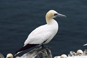 UK Bird Species Prints: Gannet perched on rock