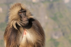 Images Dated 8th October 2012: Gelada Baboon Print, Simien Mountains National Park