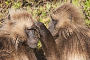 Gelada baboons (Theropithecus Gelada) grooming each other, Simien Mountains National Park, Amhara region Gelada baboons (Theropithecus Gelada) grooming each other, Simien Mountains National Park, Amhara region