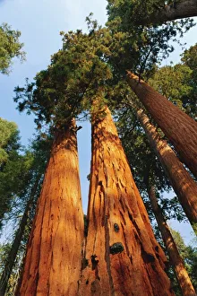 California National Parks Prints: Giant sequoia tree