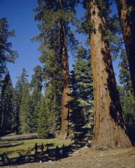 Peaceful Nature Escapes Prints: Giant sequoia trees