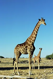 Prints of Giraffe, Giraffa camelopardalis, Etosha National Park, Namibia, Africa Namibia Prints: Giraffe Print - Etosha National Park, Namibia