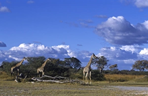 Botswana Prints: Giraffe Print - Moremi Wildlife Reserve, Botswana