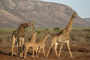 Giraffe Print, Zimanga Game Reserve, South Africa