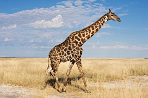 Prints of Giraffe (Giraffa camelopardalis), Etosha National Park, Namibia, Africa Namibia Prints: Giraffe Print, Etosha National Park, Namibia