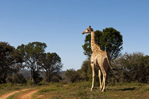 Giraffe Print, Kariega Game Reserve, South Africa