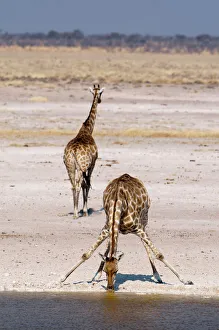 Prints of Giraffe (Giraffa camelopardalis), Etosha National Park, Namibia, Africa Namibia Prints: Etosha National Park Giraffe Print, Namibia
