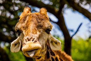 Giraffe making a funny face, Kruger National Park, Johannesburg, South Africa, Africa Giraffe making a funny face, Kruger National Park, Johannesburg, South Africa, Africa