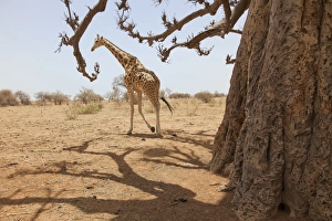 Giraffe in the park of Koure, 60 km east of Niamey, one of the last giraffes in West Giraffe in the park of Koure, 60 km east of Niamey, one of the last giraffes in West