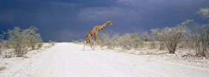 Prints of Giraffe and storm clouds, Etosha National Park, Namibia, Africa Namibia Prints: Giraffe in Stormy Skies Print, Etosha National Park