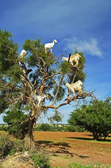 Goat Prints: Goats on Tree, Morocco Print