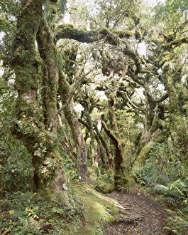 Goblin Forest Print, New Zealand Landscape