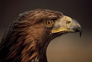 Colourful Scottish Landscapes Prints: Golden eagle