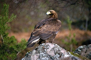 Bird Prints: Golden Eagle Print, Highlands, Scotland