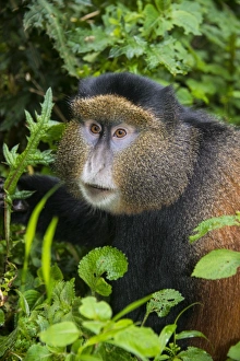Golden monkey (Cercopithecus kandti), Virunga National Park, Rwanda, Africa Golden monkey (Cercopithecus kandti), Virunga National Park, Rwanda, Africa