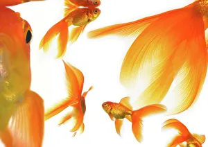 Prints of Goldfish Images Dated 2008 March: Goldfish Print