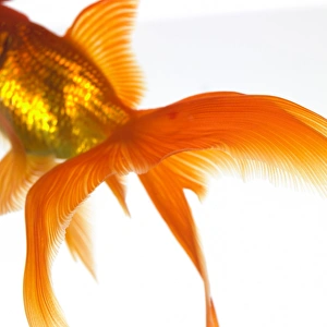 Prints of Detail of a goldfish tail Images Dated 2006 February: Goldfish Tail Print