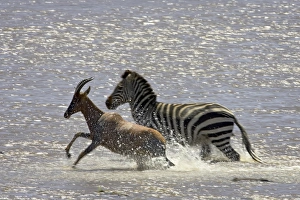 Common Zebra Species Prints: Grants zebra