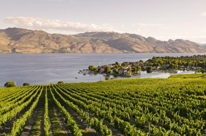 Grape vines and Okanagan Lake at Quails Gate Winery, Kelowna, British Columbia, Canada, North America Grape vines and Okanagan Lake at Quails Gate Winery, Kelowna, British Columbia, Canada, North America