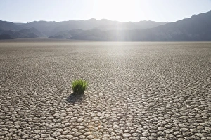 California Desert Scenes Prints: Grass in dried earth