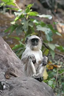 Gray langur Print, Bandhavgarh National Park