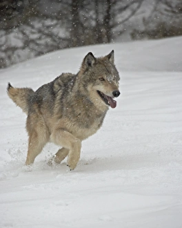 Gray Wolf (Canis lupus) running in the snow in captivity, near Bozeman Gray Wolf (Canis lupus) running in the snow in captivity, near Bozeman