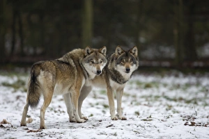 European Wolves Prints: Gray wolf (grey wolf)