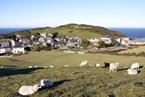 Prints of Grazing sheep, Mortehoe, Devon, England, United Kingdom, Europe Images Dated 2010 December: Mortehoe Grazing Sheep Print, Devon, England