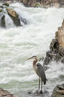 Great Blue Heron at Great Falls on the Potomac River near Potomac, Maryland Great Blue Heron at Great Falls on the Potomac River near Potomac, Maryland