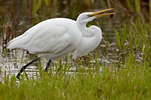 Great egret (Ardea alba) flipping prey in its beak, San Jacinto Wildlife Area Great egret (Ardea alba) flipping prey in its beak, San Jacinto Wildlife Area