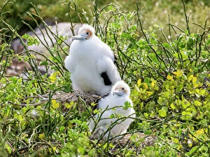 Images Dated 14th September 2023: Great frigatebird (Fregata minor) chicks on the nest on North Seymour Island, Galapagos Islands