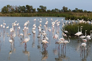 Greater flamingo (Phoenicopterus roseus), Camargue, Provence-Alpes-Cote d'Azur, France Greater flamingo (Phoenicopterus roseus), Camargue, Provence-Alpes-Cote d'Azur, France