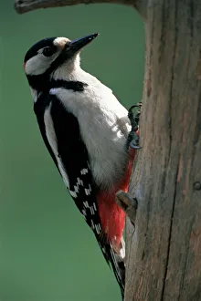 Greater spotted woodpecker (Dendrocopos major), Finland, Scandinvia, Europe Greater spotted woodpecker (Dendrocopos major), Finland, Scandinvia, Europe