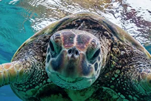 Green sea turtle (Chelonia mydas) underwater, Maui, Hawaii, United States of America, Pacific Green sea turtle (Chelonia mydas) underwater, Maui, Hawaii, United States of America, Pacific