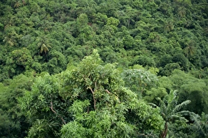 Central America Scenic Views Prints: Grenada, Windward Islands
