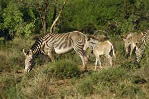 Kenyan Safari Animals Prints: Grevy zebra