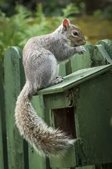 Prints of A Grey Squirrel photographed at a garden bird feeder in York, North Yorkshire, England, United Kingdom, Europe York Prints: Grey Squirrel Print at a Garden Bird Feeder in York