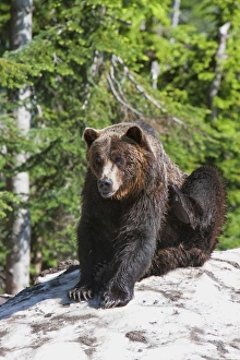 Grizzly bear scratching on ice at the top of Grouse Mountain, Vancouver Grizzly bear scratching on ice at the top of Grouse Mountain, Vancouver