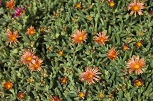 Ground cover, Santa Maria, Sal (Salt), Cape Verde Islands, Africa Ground cover, Santa Maria, Sal (Salt), Cape Verde Islands, Africa